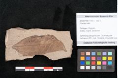 Foto (Objekt + Etikett) von Plantae indet.  (NHMW-GEO-2024-0188-11455)